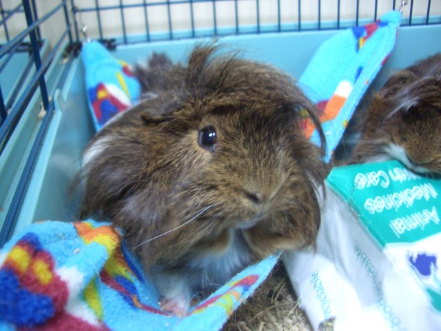 Dougall on the hammock