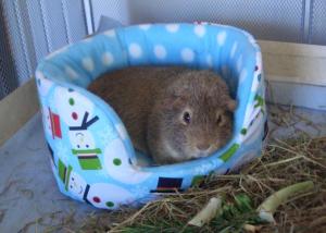 Colman in his snowman bed