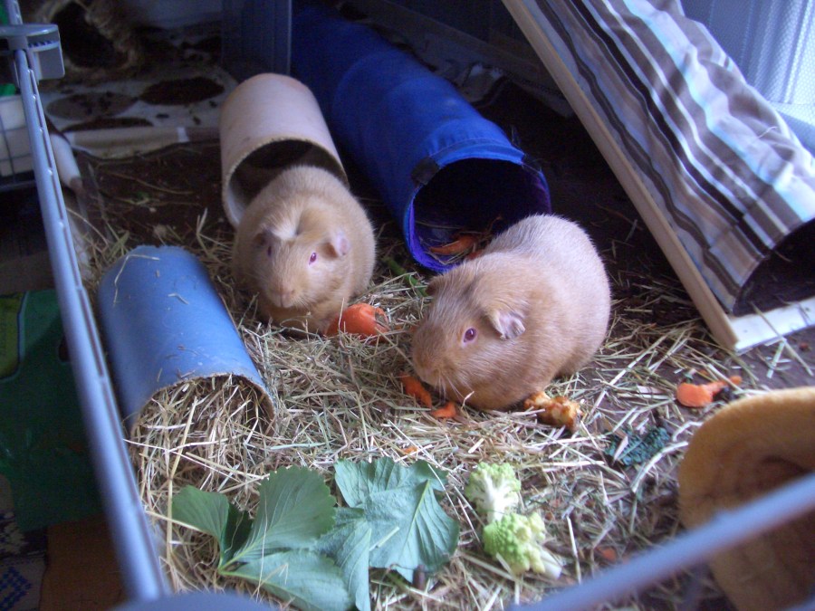 Fred and George in the upstairs run