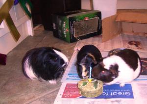 Three Hs and Hec's birthday cake