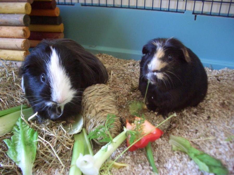 Hector and Humphrey have Christmas dinner