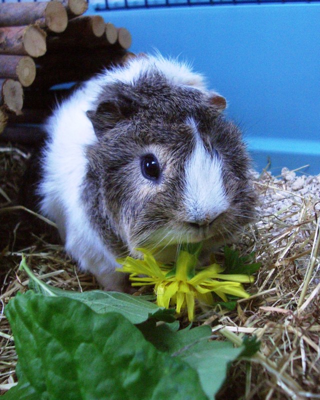 Mmm Dandelion