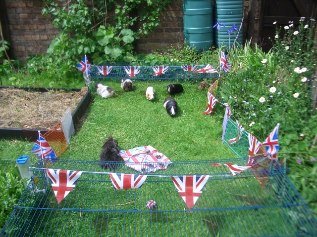 Our party in the park arena