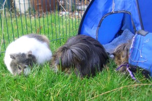 Lawnmowing squad at work