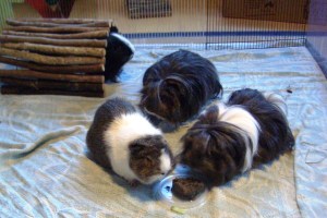 D,D V&H at the 2nd birthday party