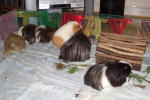 Party games - Sardines