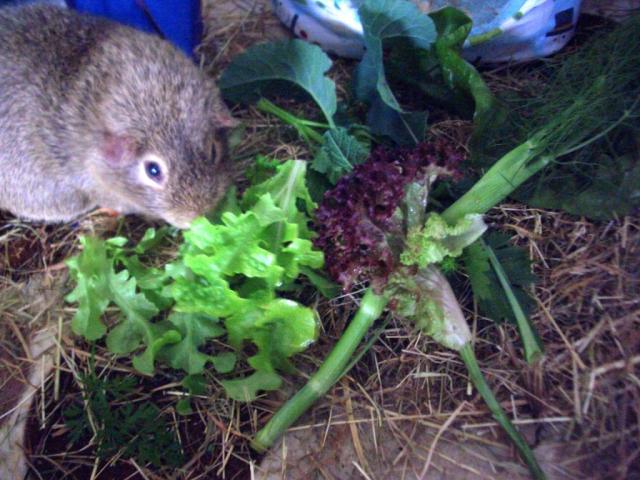 Colman's July breakfast