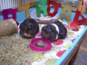 Dylan & Dougall are three