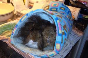 D&D snuggled after op