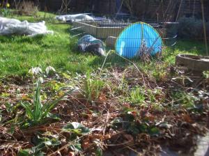 Out with the snowdrops