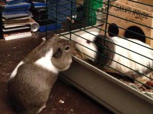 Willooughby and Saku touch noses