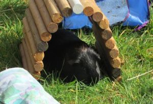 Percy enjoying spring grass