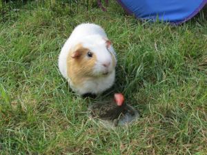 Kevin likes his cake