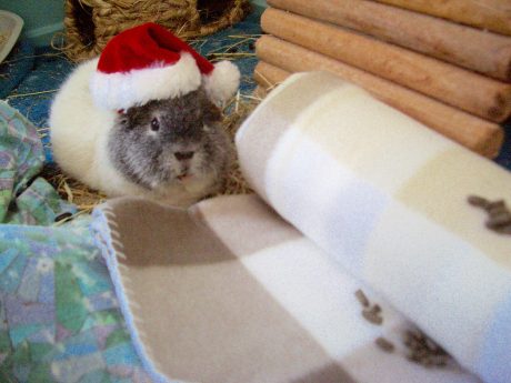 Oscar with his new fleece