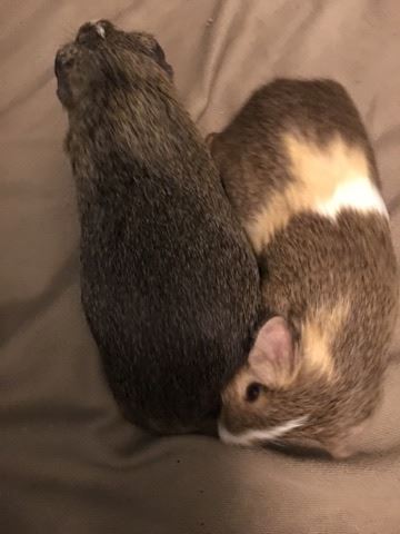 16651758_10212051688667378_1551348942_n