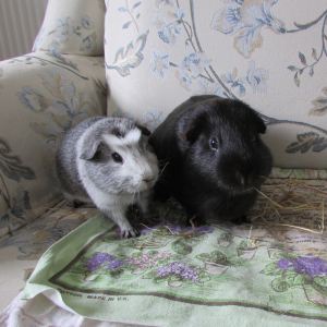 four month old Bertie with his uncle pig Percy, showing Percy's lump on his cheek