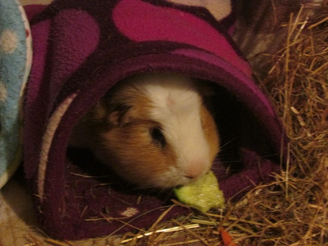 Kevin with his evening cucumber