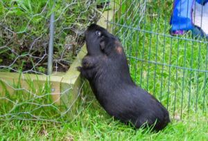 Percy finds the lavender 