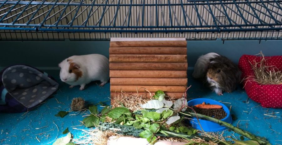 roscoe neville brekkie