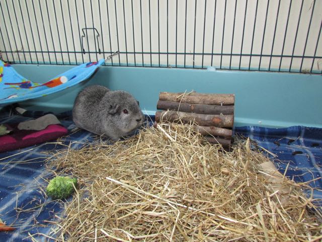 biggles small fiddlesticks