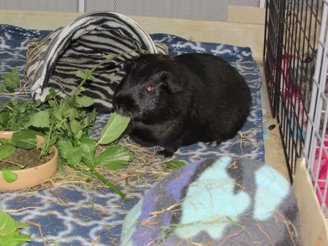 Mr Percy pig eating leaves