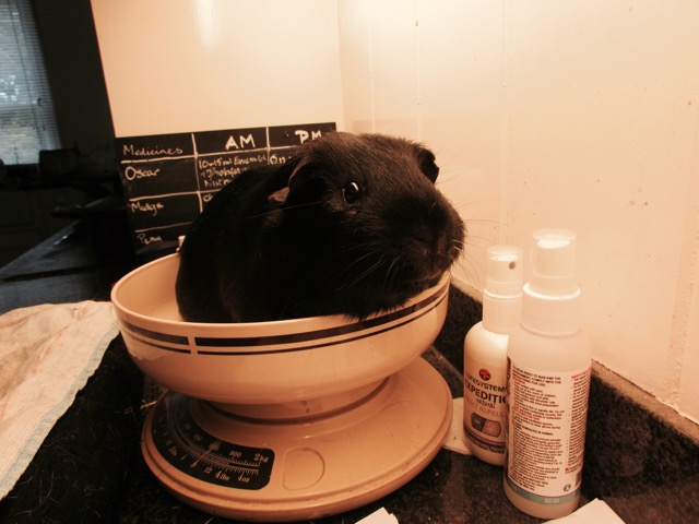 Mr Percy being weighed on the scales