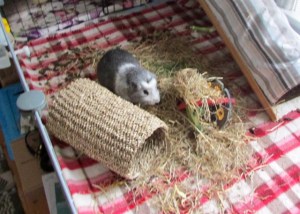 Bertie and his hay
