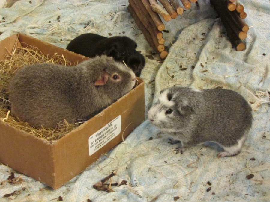 Midge, Percy & Bertie floor time