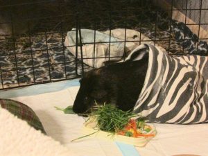 Percy picks some grass