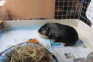 Percy in the hospital suite