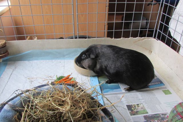 Percy in the hospital suite