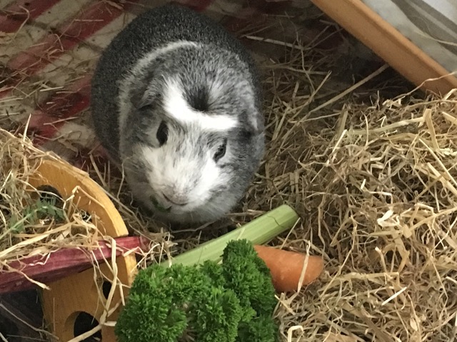 Bertie at the parsley