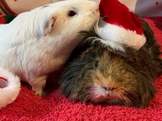 Roscoe prefers Neville's hat