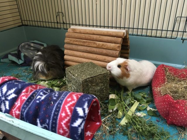 roscoe neville and grassy box