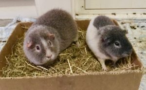 Midge and Oscar 131217