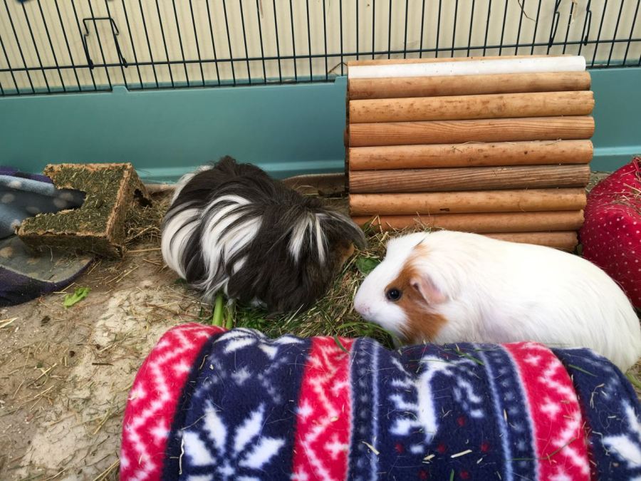 Neville & Roscoe with a bit of box