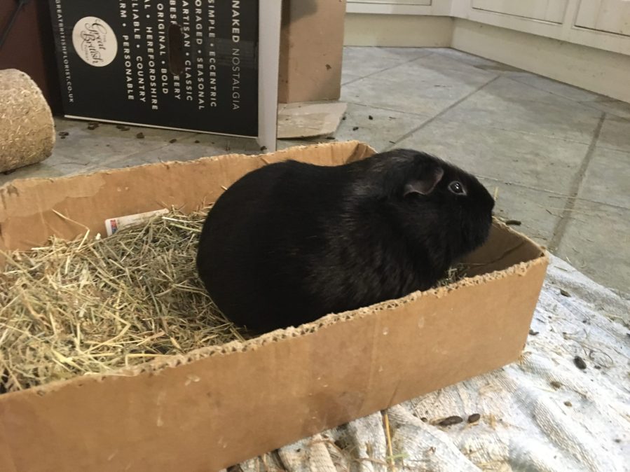 Percy pig in the hay box