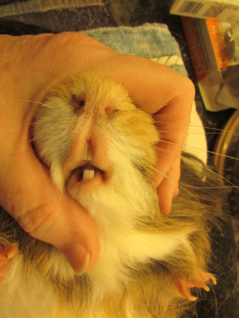 N's teeth nearly good