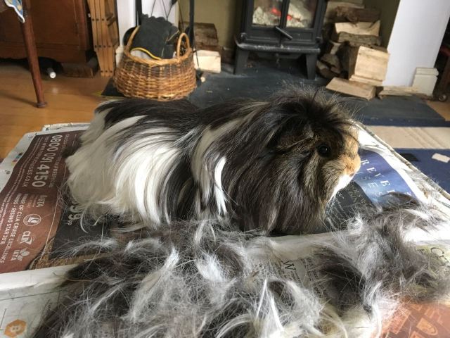 neville's haircut Mar 18