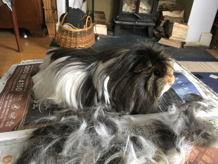 neville's haircut Mar 18