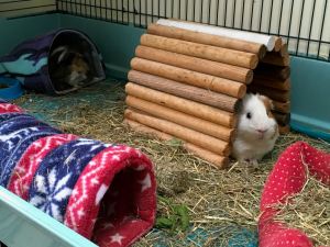 Roscoe keeping an eye on Bertie