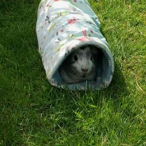 Bertie in tthe tunnel