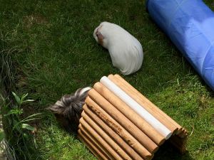 Nev and Ros in the shade of the fence
