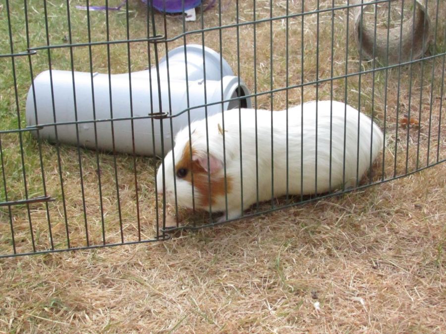 Roscoe with no grass