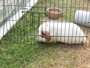 Testing the green grass