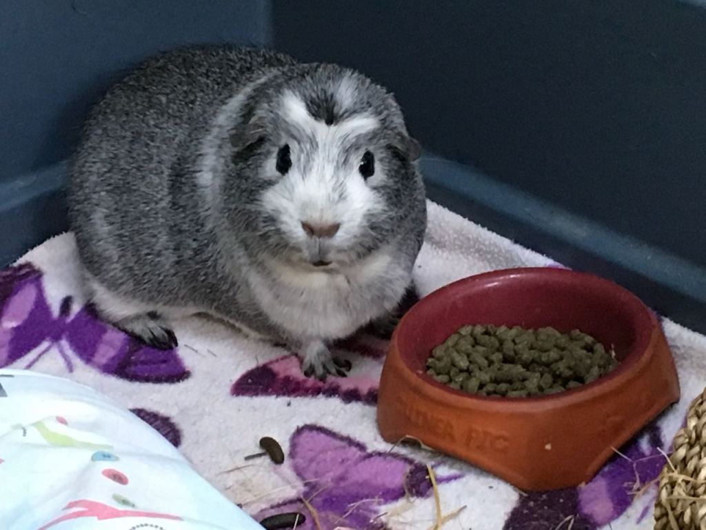 Bertie with his pellet bowl