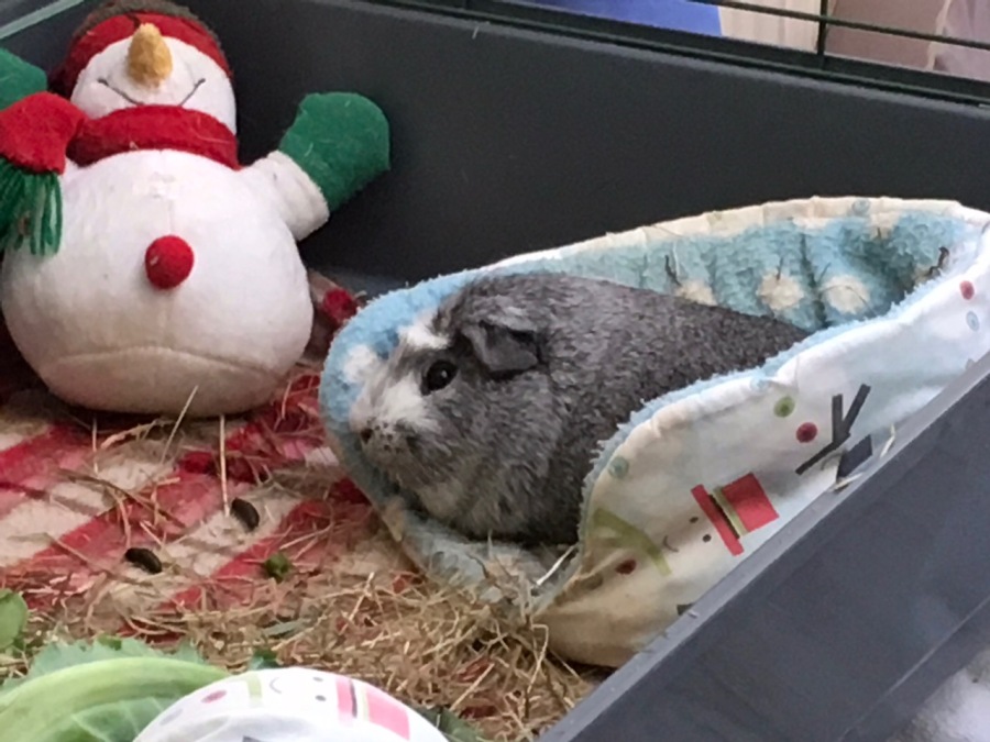 Bertie with his snowmen bed
