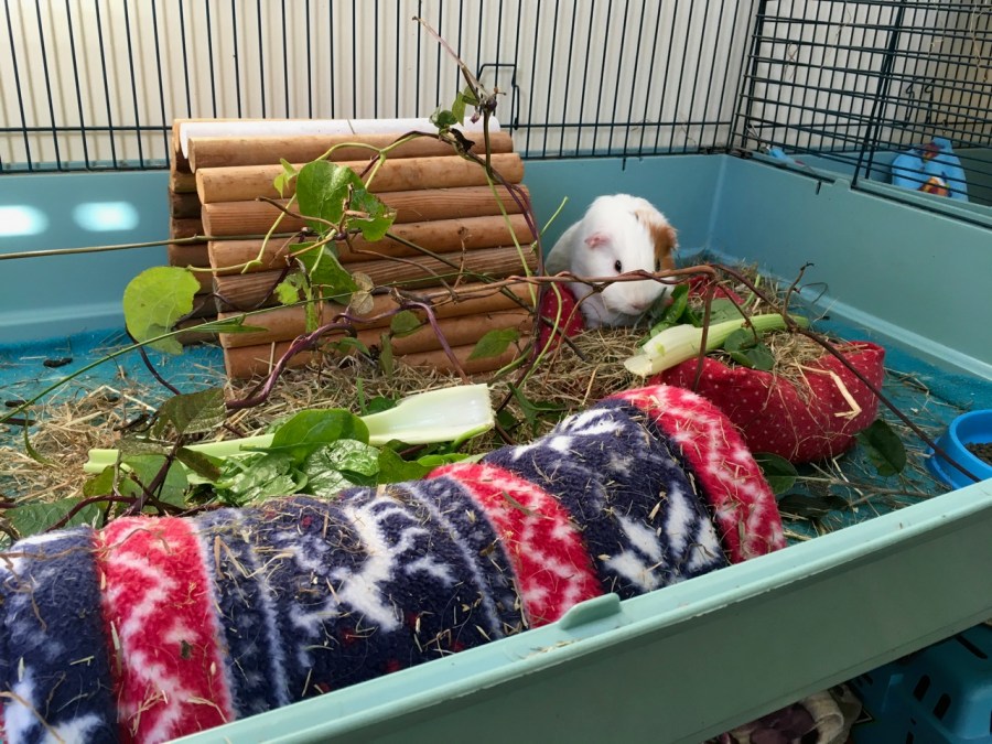 Roscoe with bean leaves