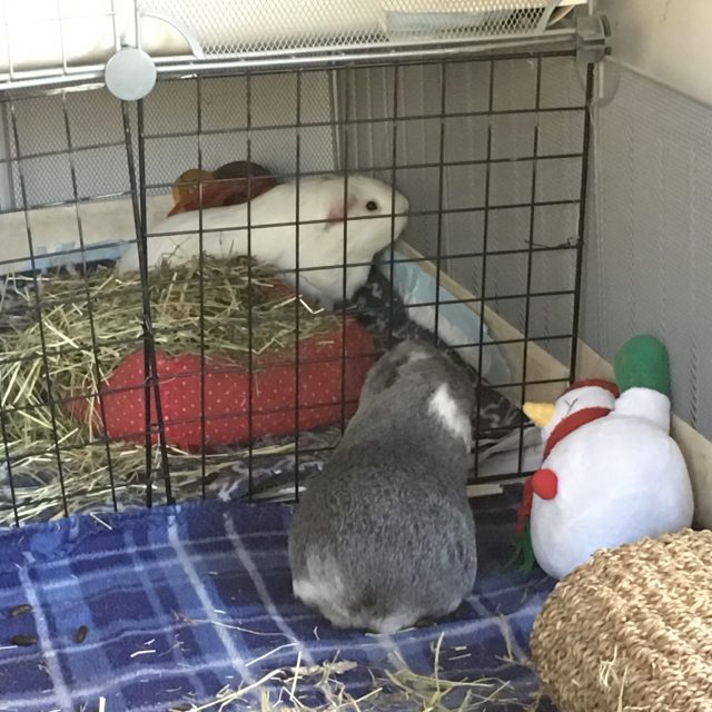 Bertie talks to Roscoe