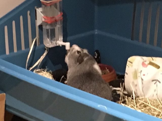 Bertie likes Hampshire water